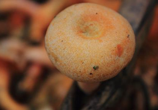 重陽(yáng)菌可以種植嗎？重陽(yáng)菌為什么不能人工種植？