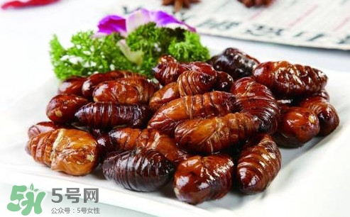 蟬蛹可以人工養殖嗎？蟬蛹的養殖方法