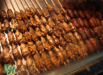 蟬蛹吃什么部位？蟬蛹都有哪些營養價值