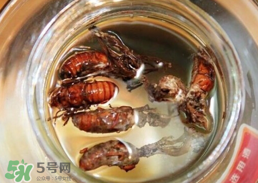 知了猴可以泡酒嗎？金蟬可以泡酒嗎？