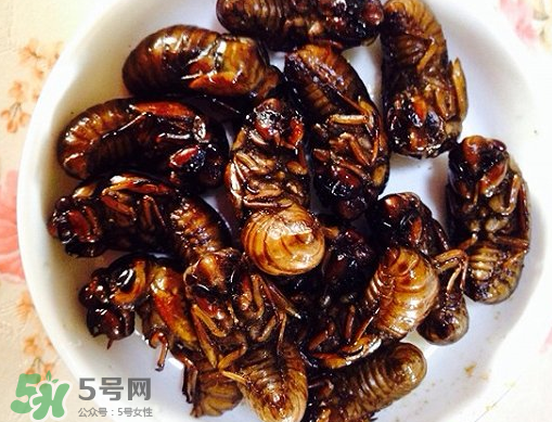 知了猴可以泡酒嗎？金蟬可以泡酒嗎？