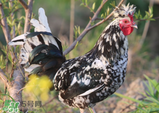 貴妃雞市場(chǎng)價(jià)多少錢(qián)一只 貴妃雞可以長(zhǎng)多大