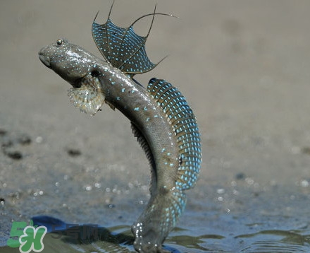 彈涂魚是兩棲動物嗎？彈涂魚營養價值有哪些
