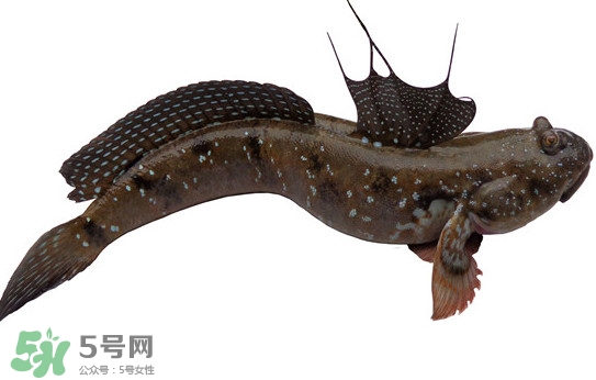 跳跳魚多少錢一斤？跳跳魚是淡水魚嗎？