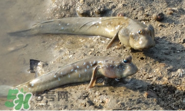 彈涂魚是兩棲動物嗎？彈涂魚營養價值有哪些