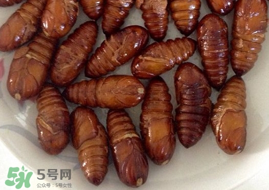 蟬蛹吃什么部位？蟬蛹都有哪些營養價值
