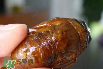 幼蟬猴怎么抓？幼蟬猴什么時候抓最好