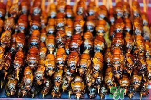 吃知了猴有什么好處？吃知了猴的好處與壞處