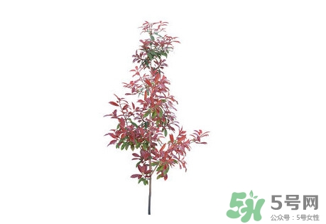 紫葉李什么時候開花？紫葉李什么時候成熟