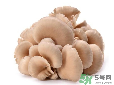 平菇怎么吃最有營養？平菇長白毛還能吃嗎