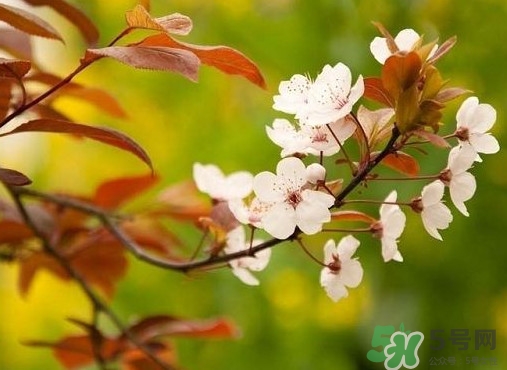 紫葉李什么時候開花？紫葉李什么時候成熟