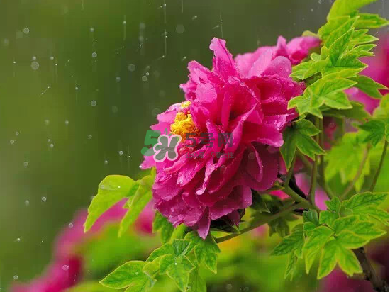 2017大暑會不會下雨？2017大暑下雨好嗎？
