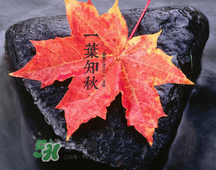 立秋后就是秋天了嗎？立秋后就涼快了嗎？
