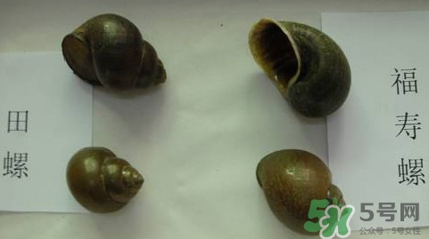福壽螺吃了會怎樣？福壽螺有什么危害？