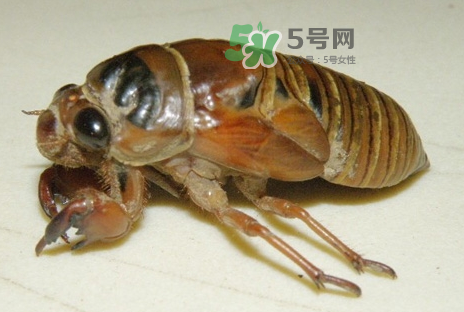金蟬有什么營養價值？吃金蟬有什么好處？