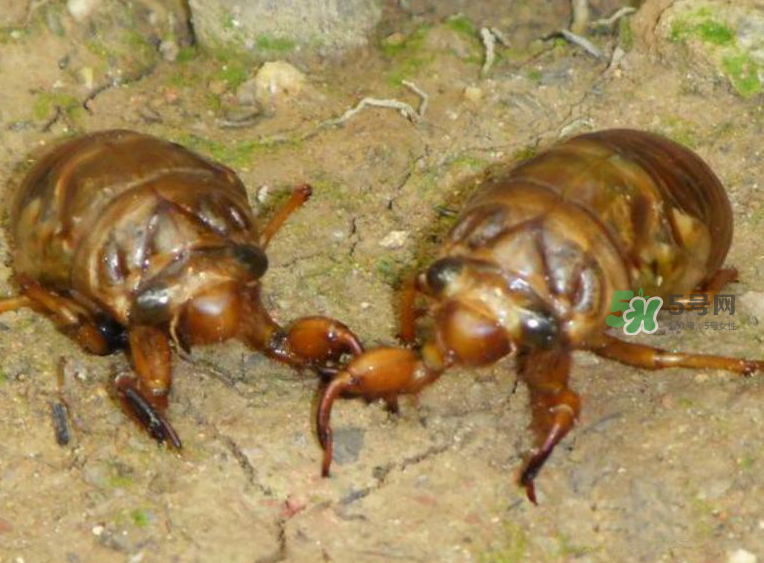 金蟬有什么營養價值？吃金蟬有什么好處？