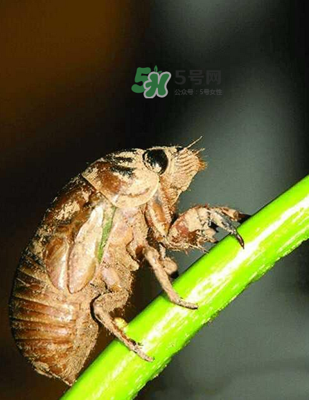 金蟬有寄生蟲嗎？金蟬有毒嗎？