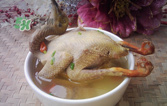 三伏天能吃鴿子嗎？三伏天能喝鴿子湯嗎？