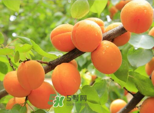 黃桃為什么用鹽水泡？黃桃為什么要用鹽水泡？