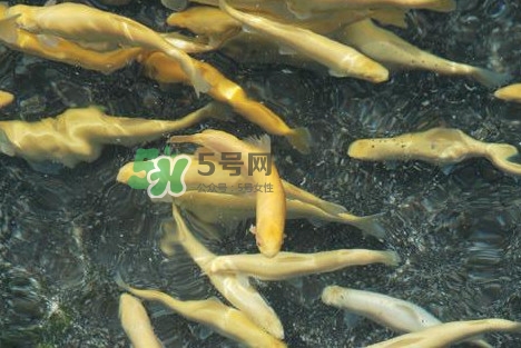 金鱒魚多少錢一斤？金鱒魚刺多嗎