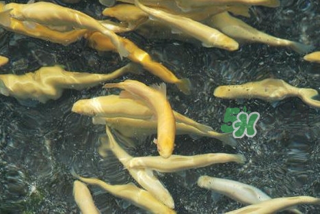金鱒魚和三文魚的區別 金鱒魚和虹鱒魚的區別