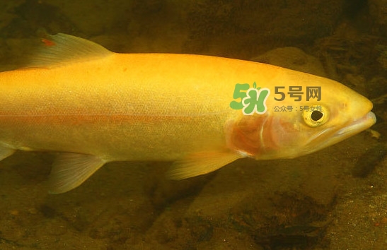 金鱒魚和三文魚的區別 金鱒魚和虹鱒魚的區別