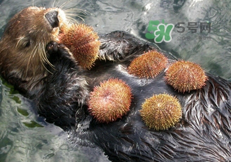 海膽是什么東西？海膽是動物還是植物？