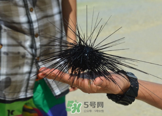 海膽是發物嗎？海膽是寒性的嗎