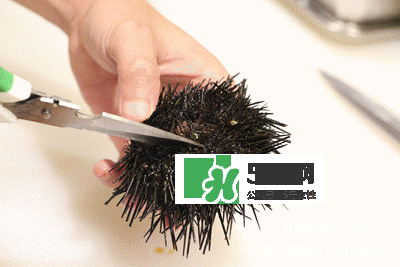 海膽怎么處理？海膽可以生吃嗎？