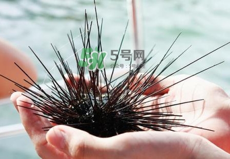 海膽有毒嗎？海膽有寄生蟲(chóng)嗎