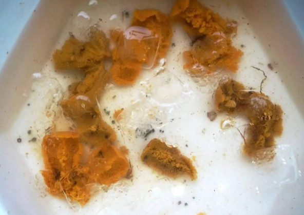 活海膽怎么殺？海膽怎么開殼？