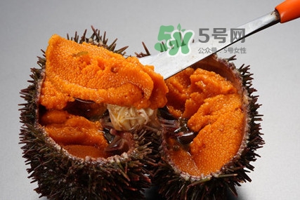 海膽怎么處理？海膽可以生吃嗎？