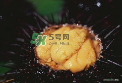 海膽是什么味道？海膽有什么營養價值