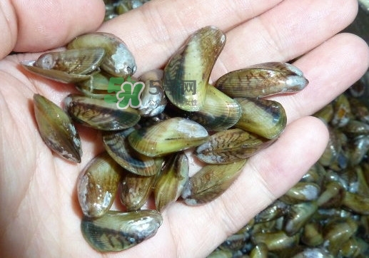 薄殼什么季節(jié)有？薄殼孕婦可以吃嗎？