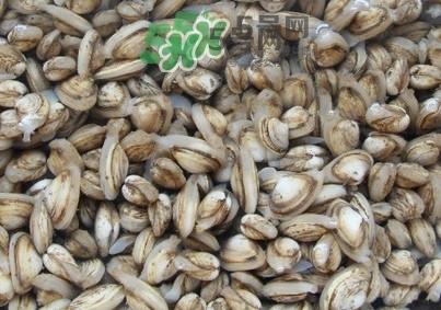 海瓜子怎么養？如何挑選海瓜子