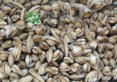 海瓜子煮多久能熟？海瓜子為什么放在水里殼不張開