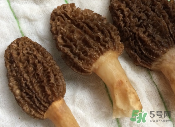 羊肚菌什么時候采摘？羊肚菌什么季節有