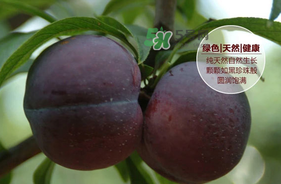 黑布林什么時候吃最好？黑布林什么人不能吃？