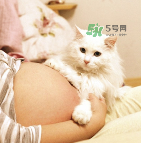 孕婦被貓抓了怎么辦？孕婦被貓抓傷了對寶寶有什么影響？