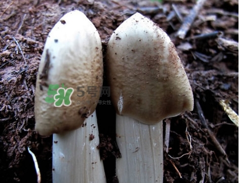 雞樅菌怎么保存？雞樅菌可以放冰箱嗎？