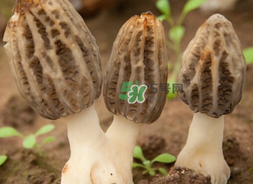 生了蟲的羊肚菌能吃嗎？羊肚菌長蟲子怎么辦？