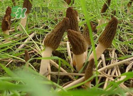 羊肚菌什么時候采摘？羊肚菌什么季節有