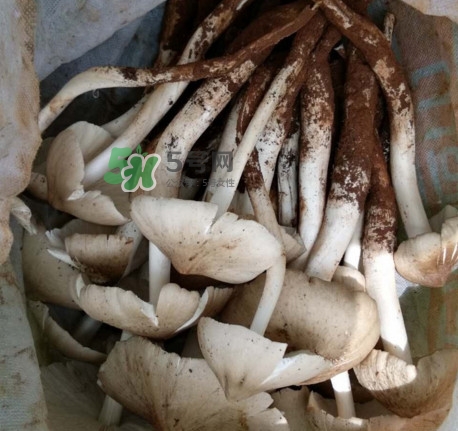 雞樅菌可以人工種植嗎？怎么人工種植雞樅菌