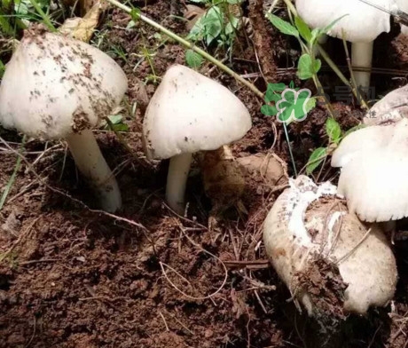 雞樅菌怎么保存？雞樅菌可以放冰箱嗎？