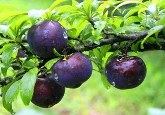 黑布李多少錢(qián)一斤？黑布李和紅布李哪個(gè)貴？