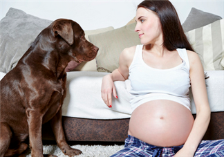 狗對孕婦的危害有哪些？狗對孕婦有影響嗎？