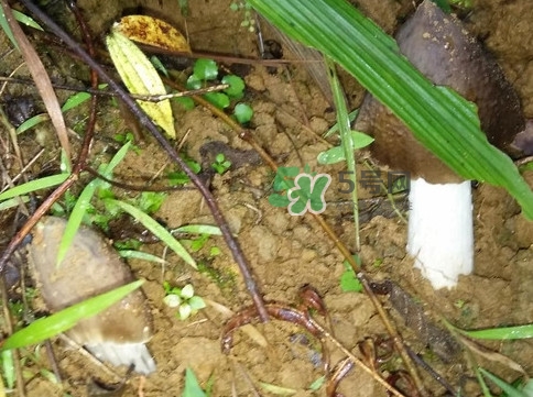雞樅菌可以人工種植嗎？怎么人工種植雞樅菌
