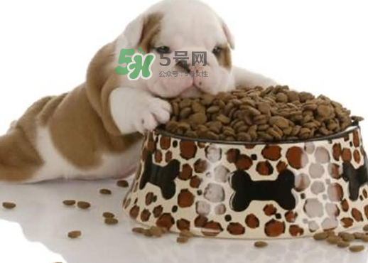 三伏天狗狗不吃飯怎么辦？三伏天狗狗不吃飯怎么回事？
