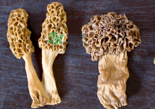羊肚菌有假的嗎？野生羊肚菌有幾種？