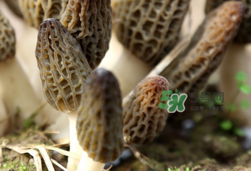 羊肚菌能泡酒嗎？羊肚菌可以炒著吃嗎？